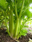 DSCN1923.JPG