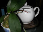 DSCN1941.JPG
