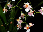DSCN2126.JPG