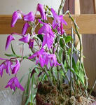 DSCN2120.JPG