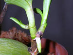 DSCN2128.JPG