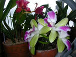 DSCN2132.JPG