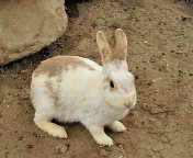 201004031034000.jpg