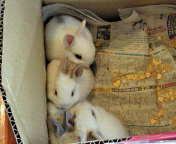 201004031048000.jpg
