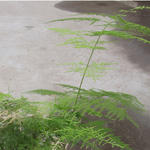 Asparagus.jpg