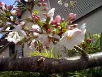 080327_sakuraup.JPG