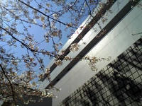 090402_sakura.JPG