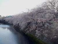 100403_sakkura1.JPG