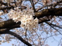 100403_sakkura3.JPG