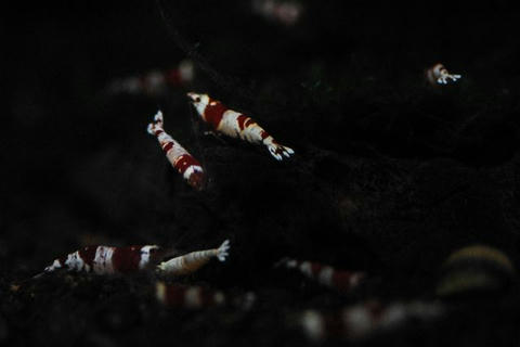 DSC_3817.jpg