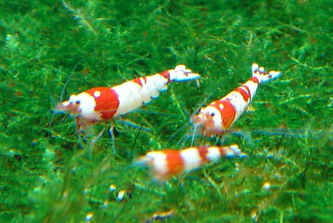 DSC02337.jpg