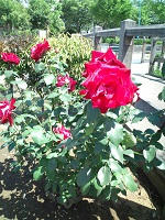 20110515130409.jpg