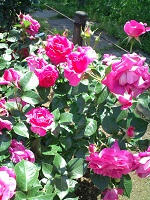 20110515130649.jpg