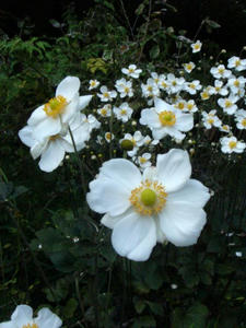 DSC05836.JPG