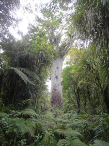 nz06.JPG