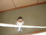 保護して二週間めの写真。デジカメを向けると逃げるので、なかなかきれいに撮れません（笑）