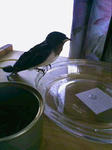 20080601131012.jpg