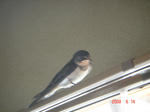 DSC00598.JPG