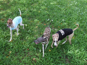 DSCF2676.JPG