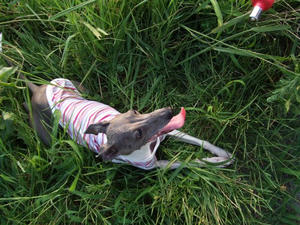 DSCF2700.JPG
