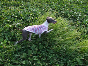 DSCF2708.JPG