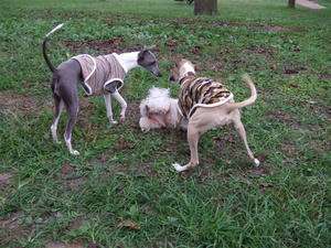 DSCF3178.JPG