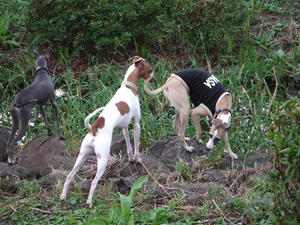 DSCF3474.JPG