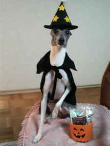2008103109540000.jpg