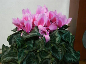 2009010122490000.jpg
