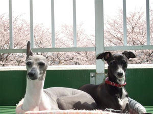 DSCF6576.JPG