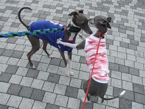 DSCF6707.JPG