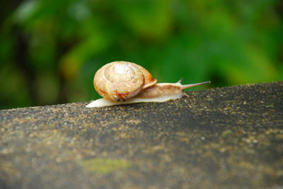 カタツムリ