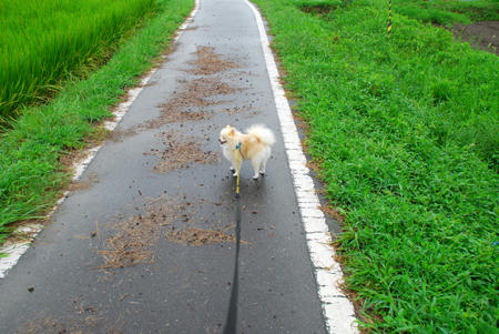 シトシト