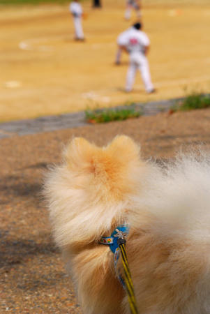 野球観戦