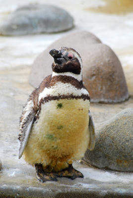 ペンギン