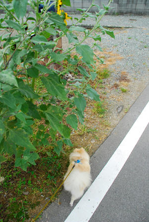 夏も終わり気味