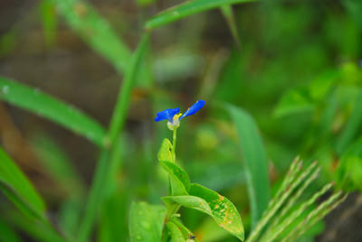 露草