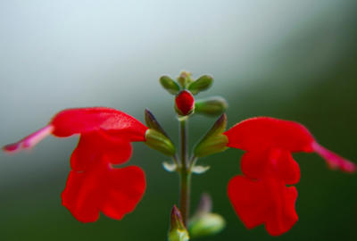紅い花