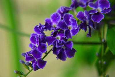 青紫の花
