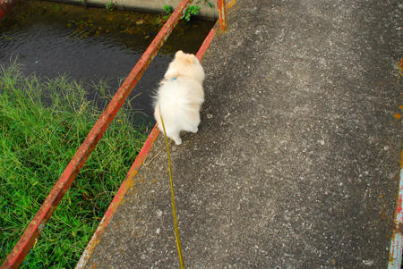橋をてくてく