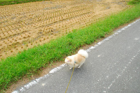 田んぼ