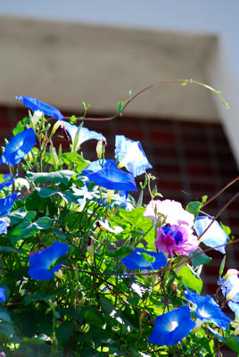 綺麗な花の季節