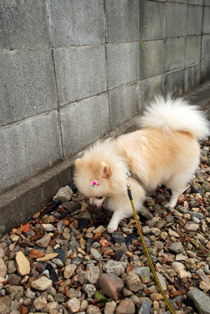 ひっそり