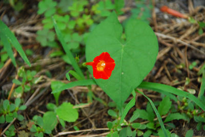 紅い花