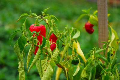 野菜