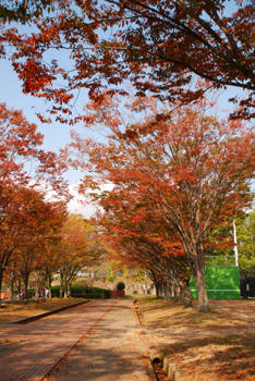 紅葉街道