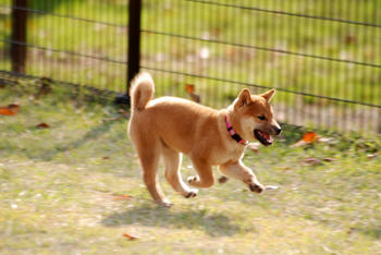 柴犬の子供
