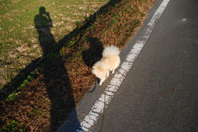 影とポメ