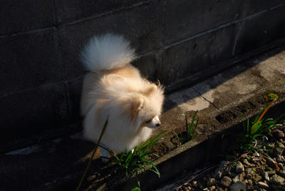 朝陽と日陰のなかで