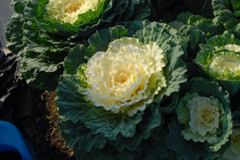 野菜の花